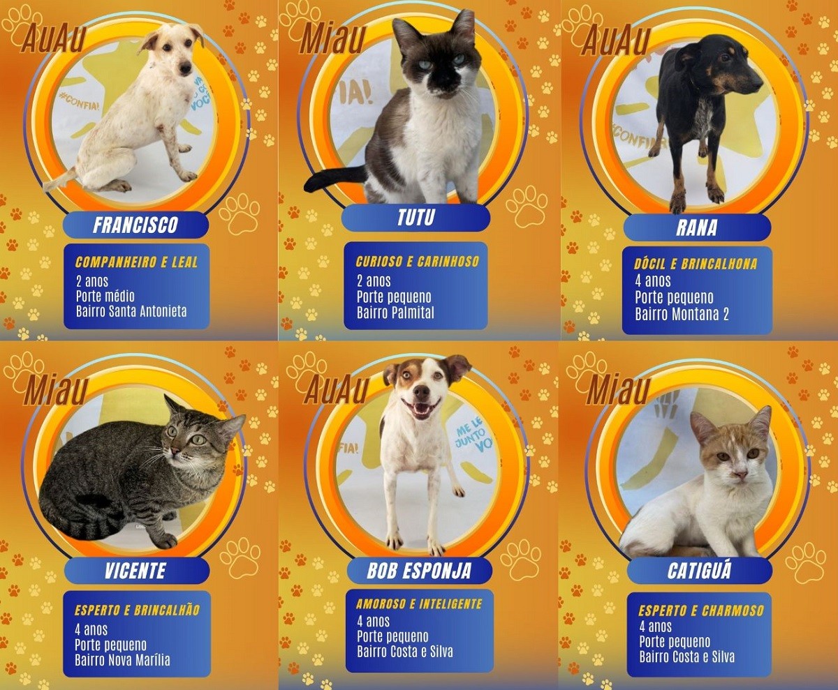 'Big Brother Pet': campanha de adoção coloca cães e gatos no ‘paredão do bem’ no interior de SP
