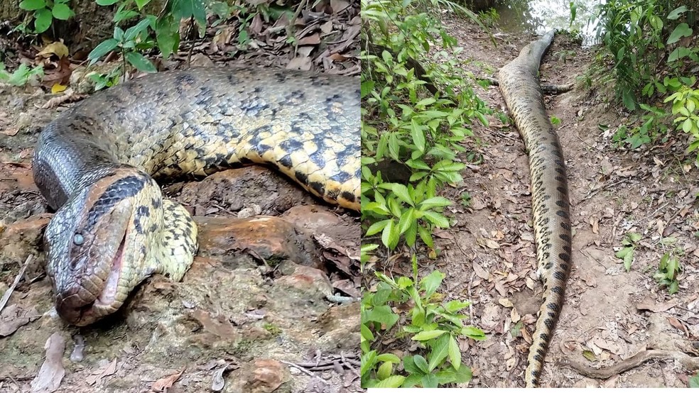 Cobra de quase 7 metros foi encontrada morta. — Foto: Reprodução