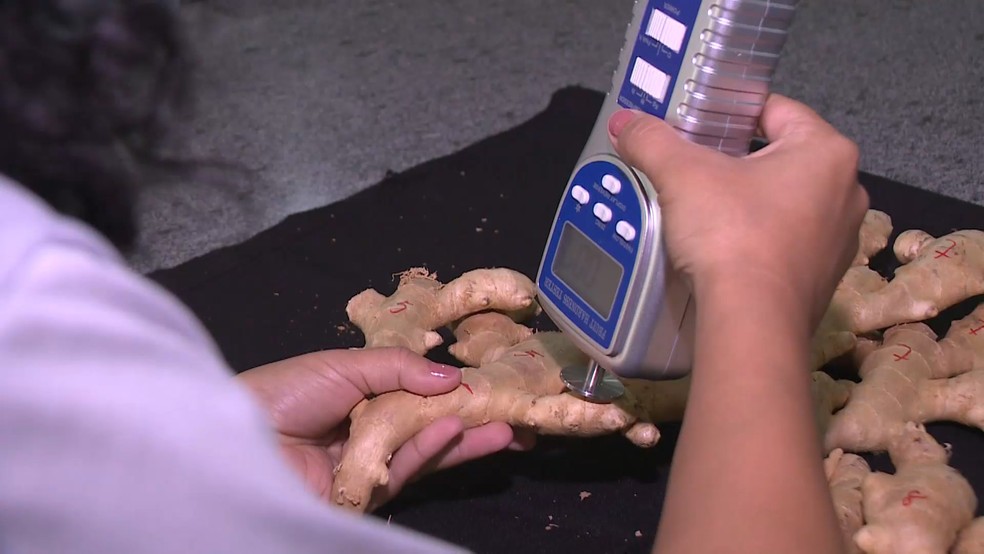 Ifes estudou o gengibre produzido em Santa Leopoldina. — Foto: TV Gazeta