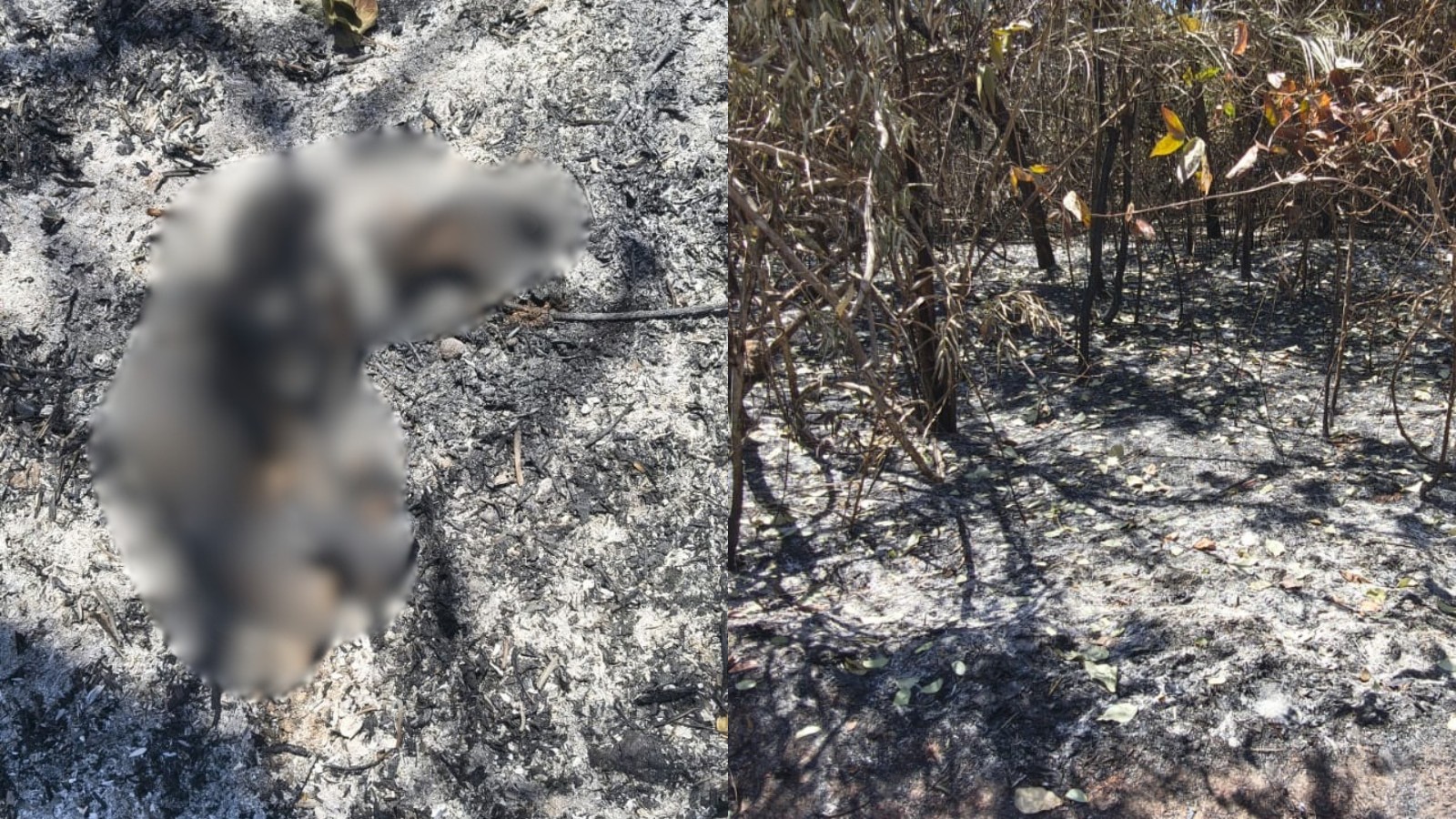 Bicho-preguiça, filhote e iguana morreram queimados em incêndio no Jardim Botânico de Teresina