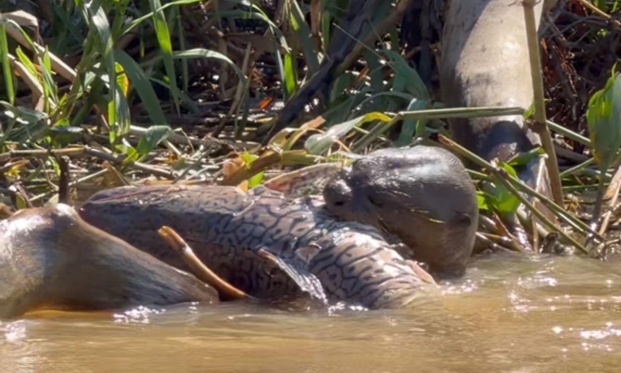 Ariranha é flagrada devorando enorme cachara no Pantanal; veja vídeo