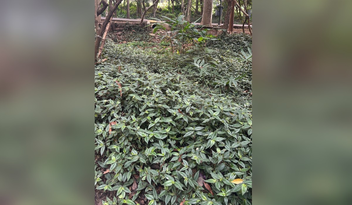 Com 'jardins de chuva', ambientalistas transformam ponto de alagamento em área de paisagismo em Itu