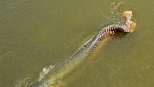 Pirarucus