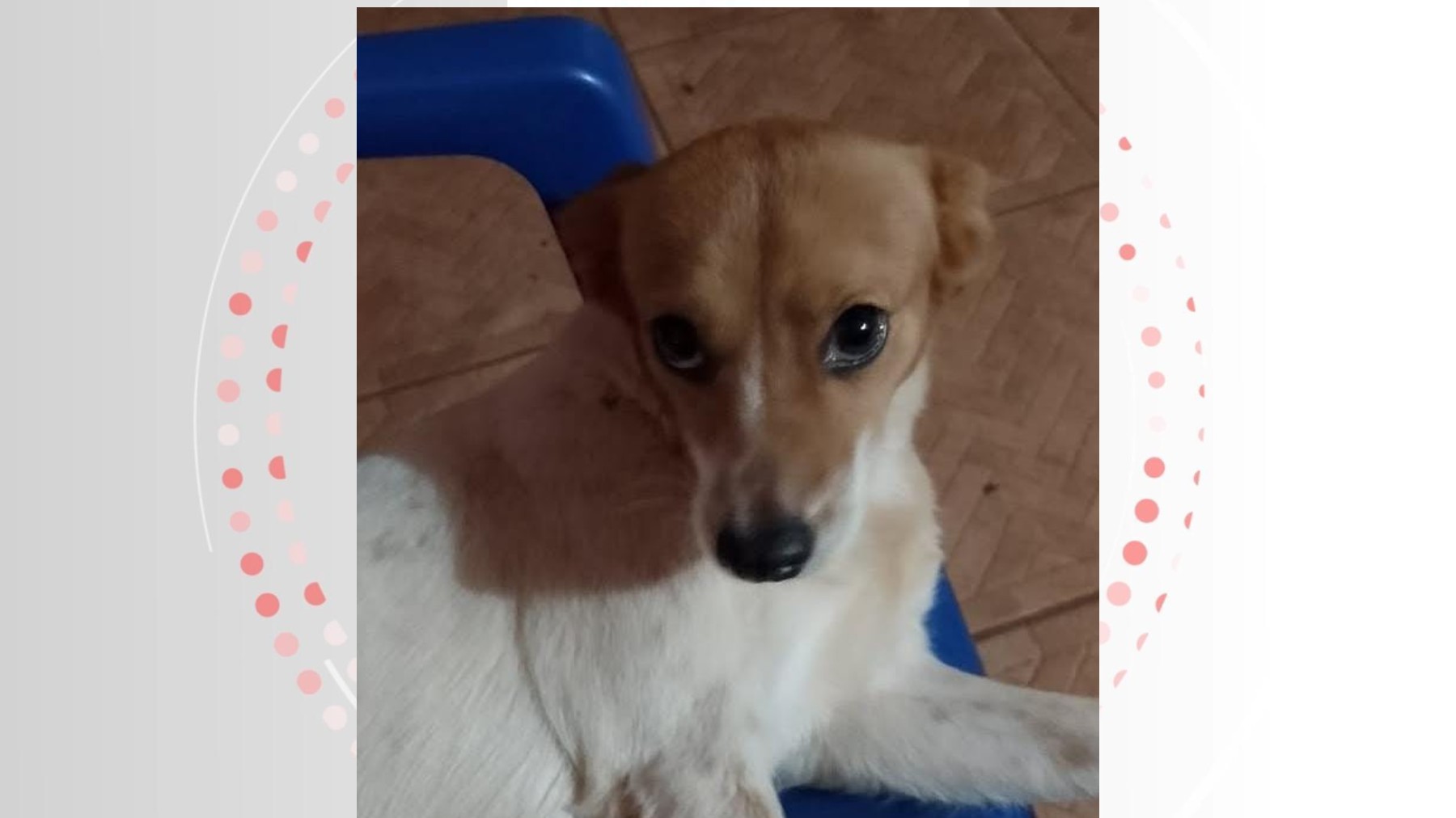 VÍDEO: Cachorrinha cai em poço de 3 metros e é resgatada pelos Bombeiros em Foz do Iguaçu