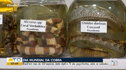 Brasil tem mais de 400 espécies de cobras; saiba quais são os cuidados com esses animais