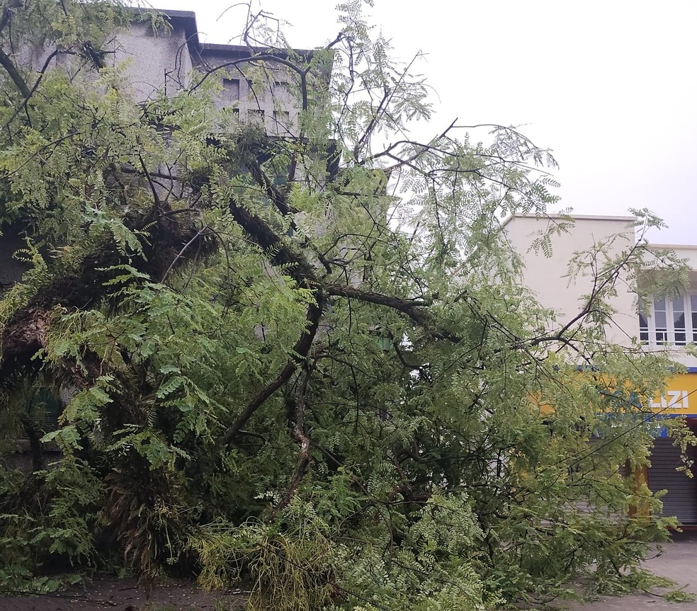 Temporal alaga ruas, provoca queda de árvores e ventos de 100 kmh em SC — Foto: Defesa Civil/Divulgação