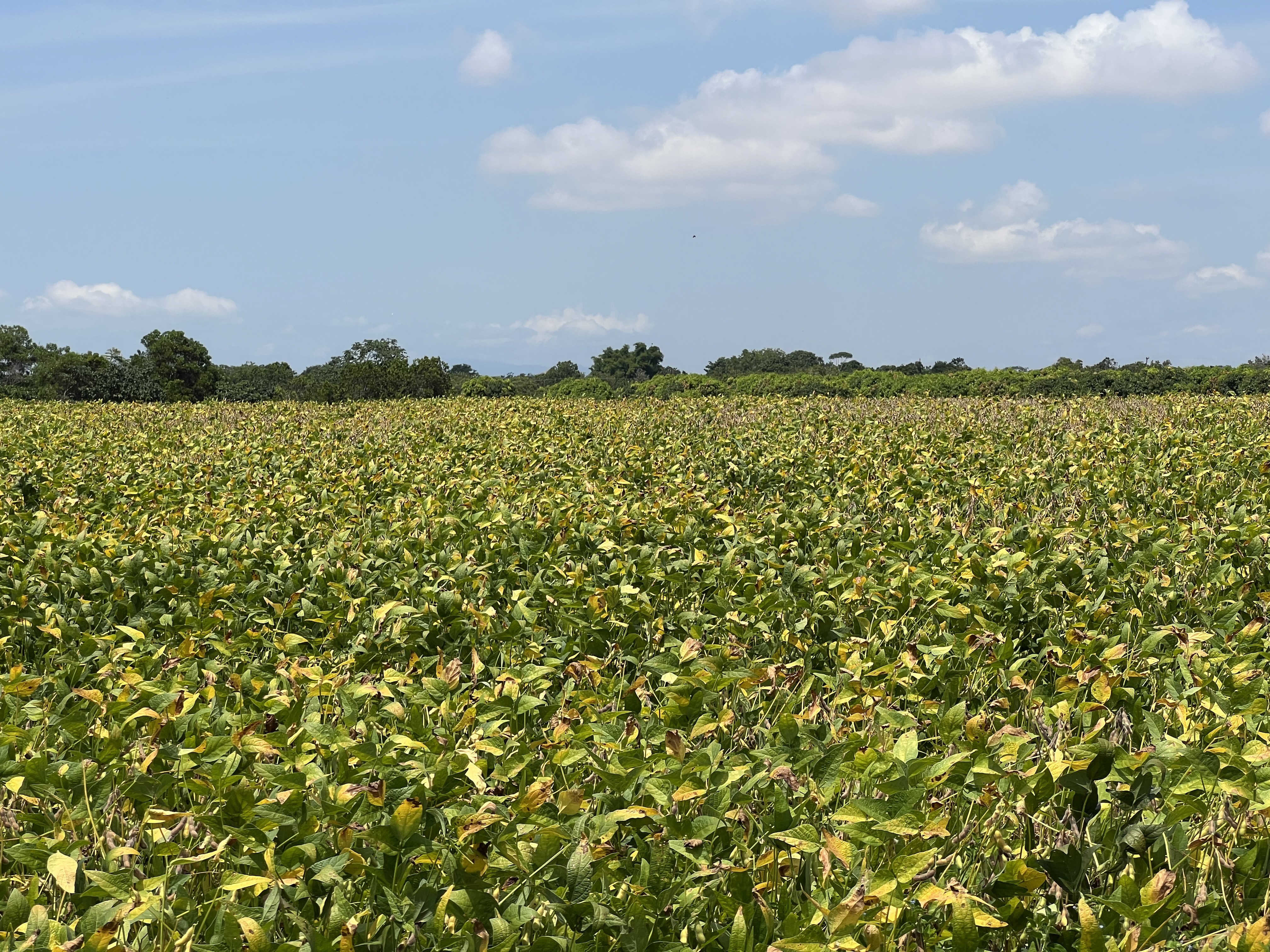 Estados fortes no agro têm maiores altas no PIB de 2022