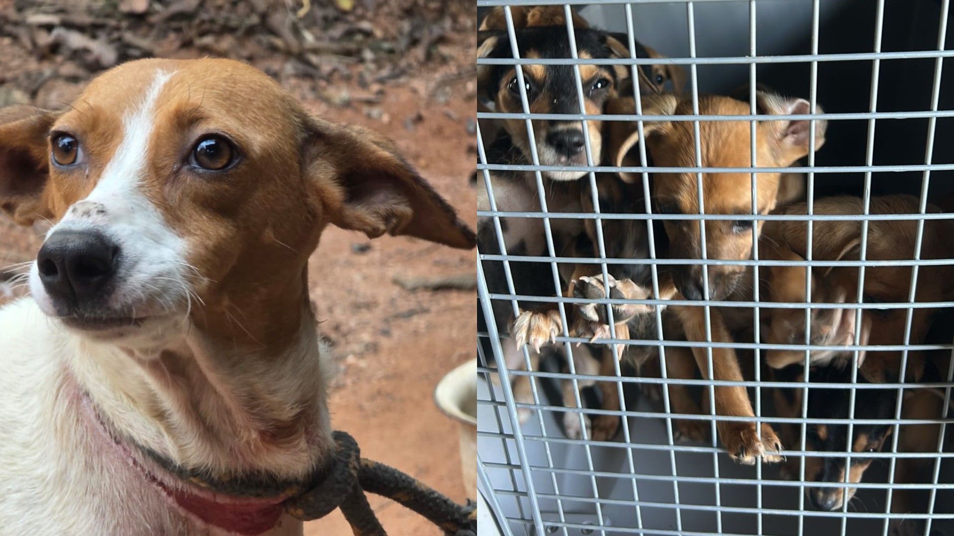 Mulher é resgatada em situação de abandono e 12 cães são encontrados em maus-tratos em Cachoeira da Prata