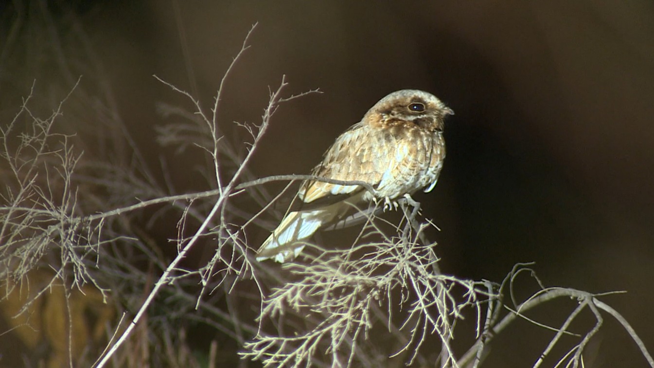 Tubarão de água doce é avistado em MG durante expedição por aves raras