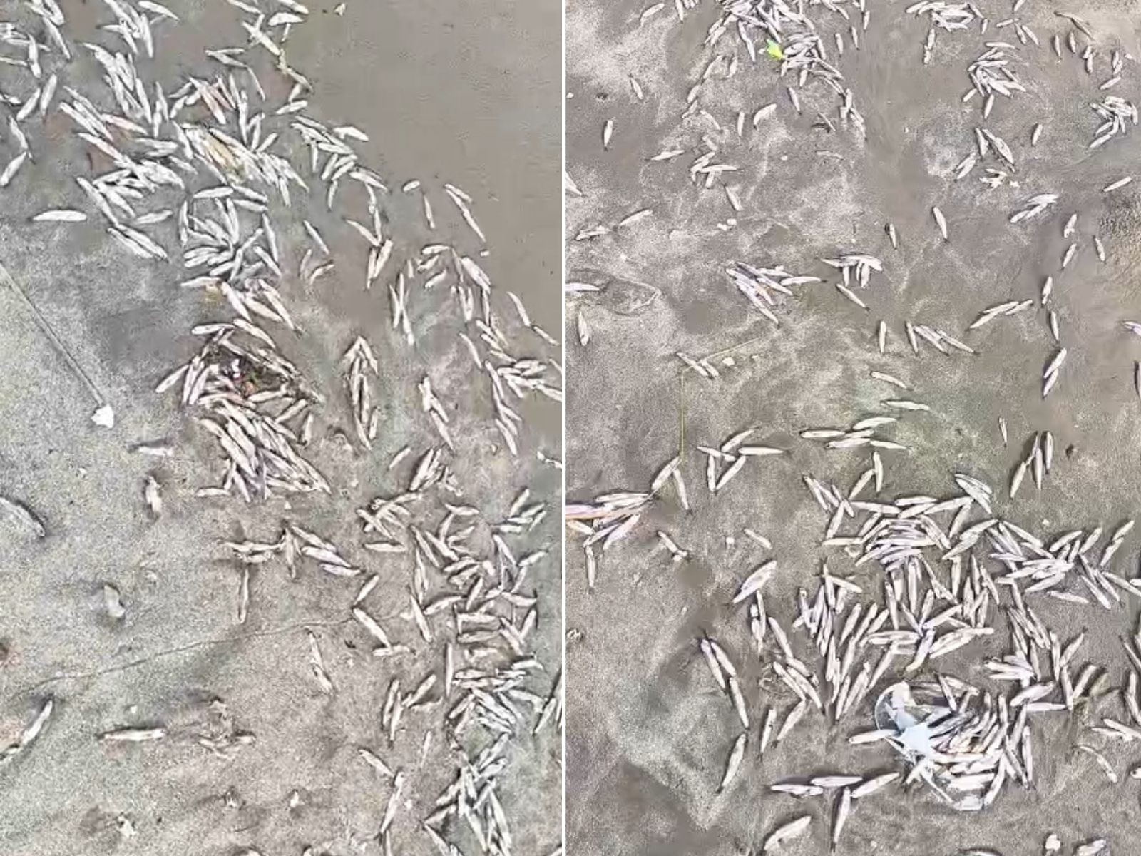 
Centenas de peixes mortos aparecem em praia do litoral de SP e mau cheiro incomoda banhistas; VÍDEO