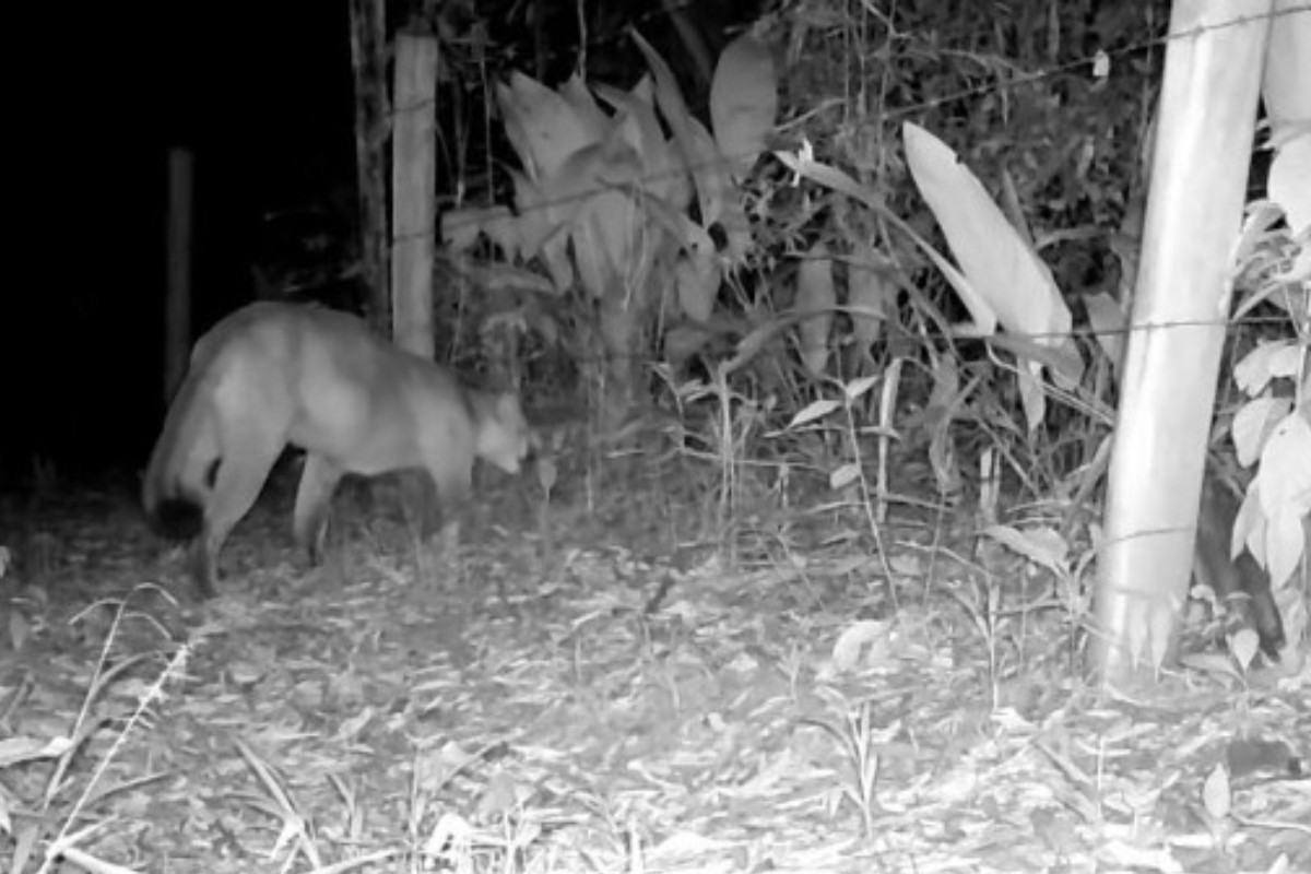 VÍDEO: Onça-parda é flagrada por câmera em área rural de Tremembé, no interior de SP