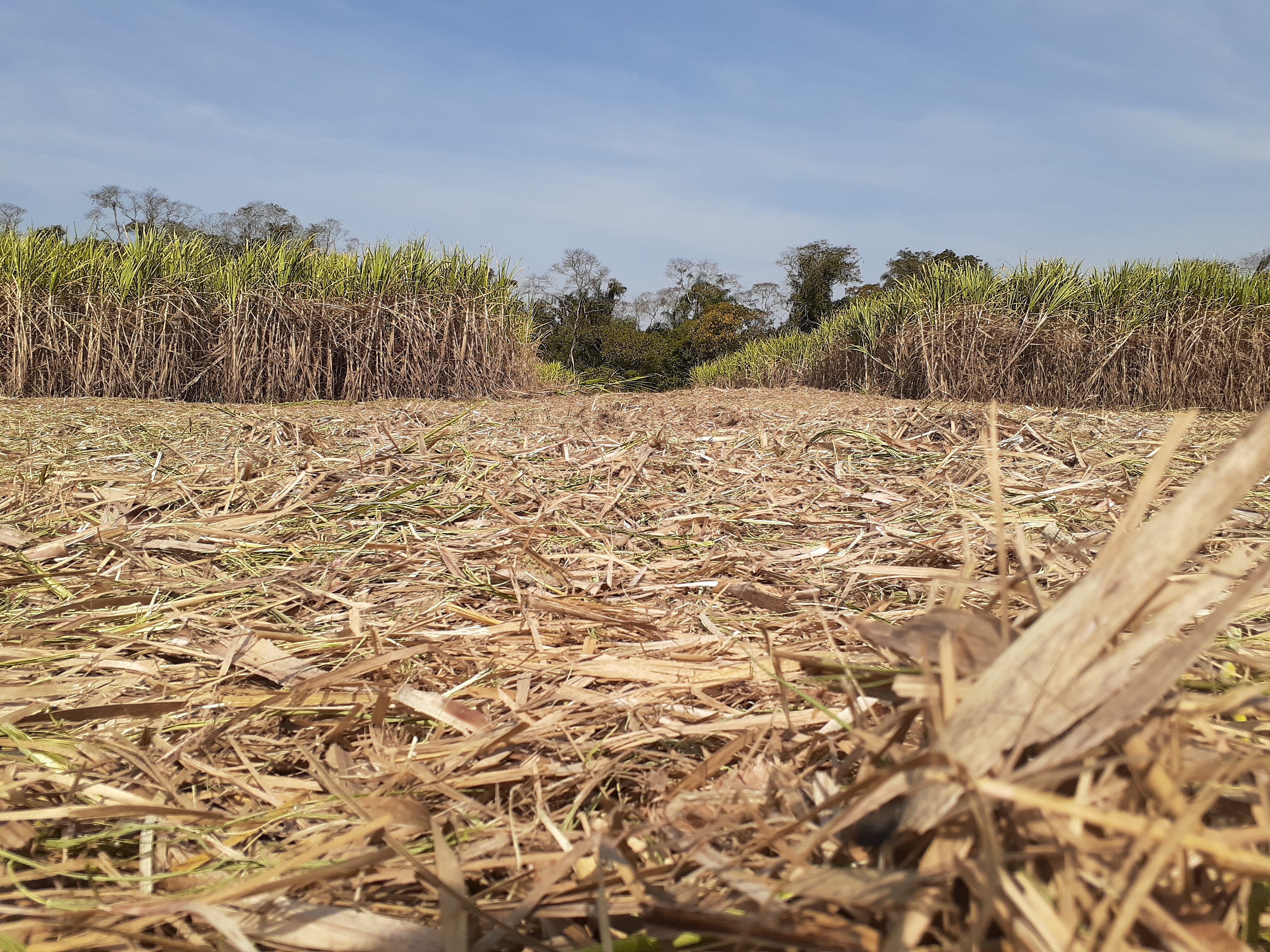 Entenda o porquê a safra de cana-de-açúcar mudou perfil de geração de empregos em Piracicaba