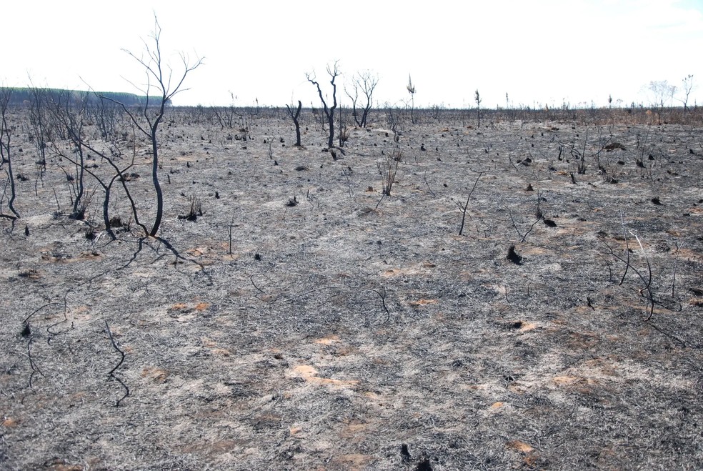 Larvas vivas estavam em rea devastada pelo fogo em 2012  Foto: Arquivo Pessoal/Jean Carlos Santos