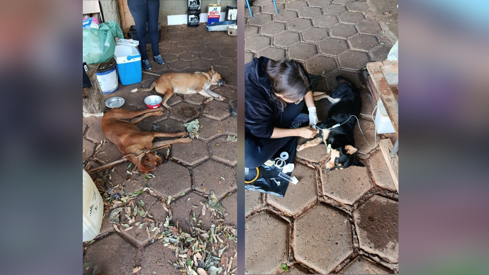 Homem é preso suspeito de envenenar quatro cachorros em Álvares Florence; três animais morreram