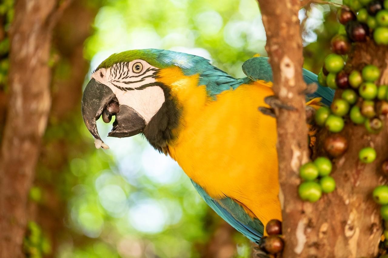 Fazenda histórica vira refúgio de biodiversidade no interior paulista