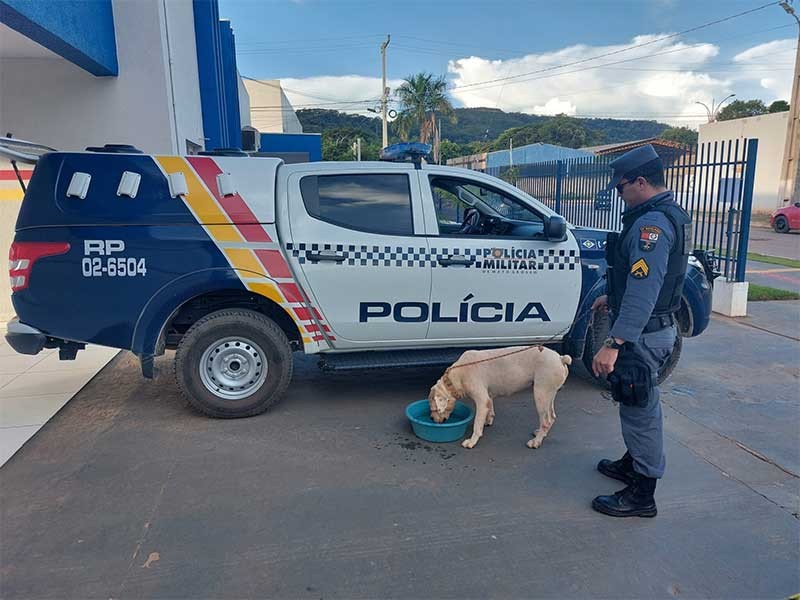 VÍDEO: idoso é preso após dirigir com cão amarrado na traseira de caminhonete em MT