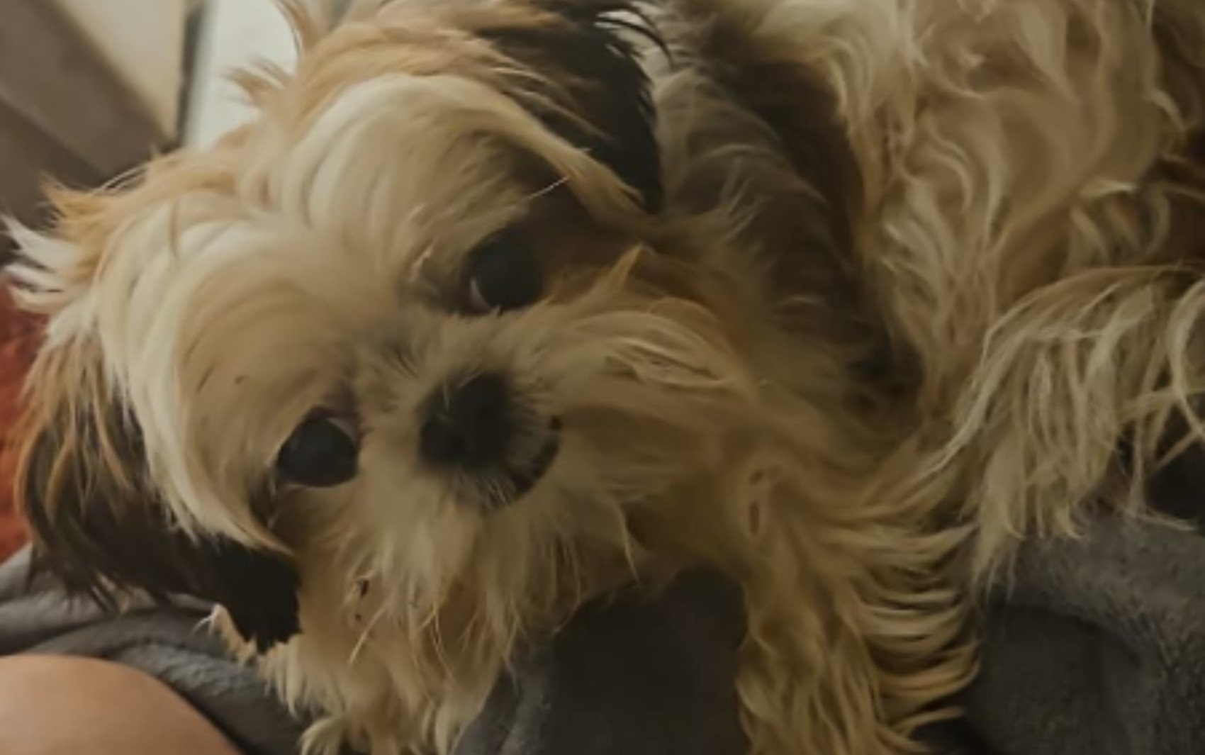 Cão escapa pelo portão de casa e mata Shih Tzu que estava em calçada em Bonfim Paulista