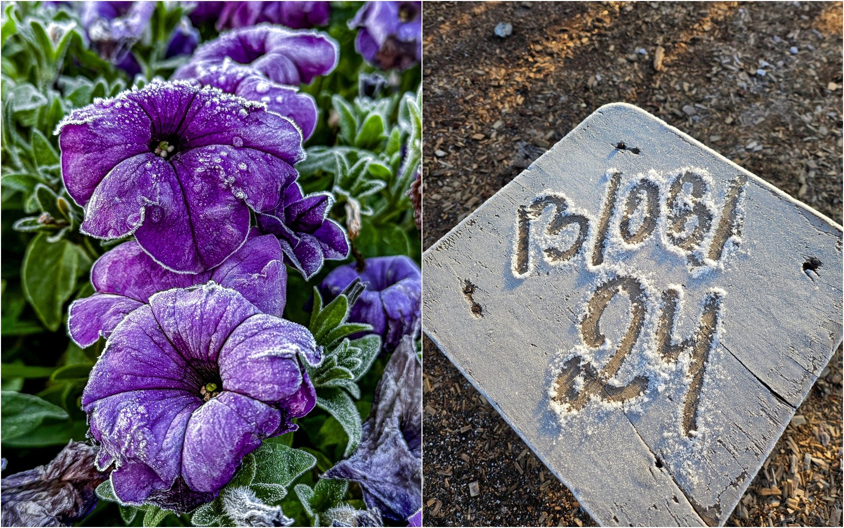 Com flores e paisagens congeladas, Sul de Minas amanhece com temperaturas abaixo de zero; veja FOTOS