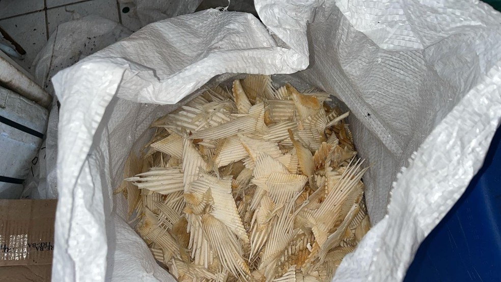 Polícia apreende 75 kg de cartilagens de barbatanas de tubarão em São Luís — Foto: Divulgação/Polícia Civil