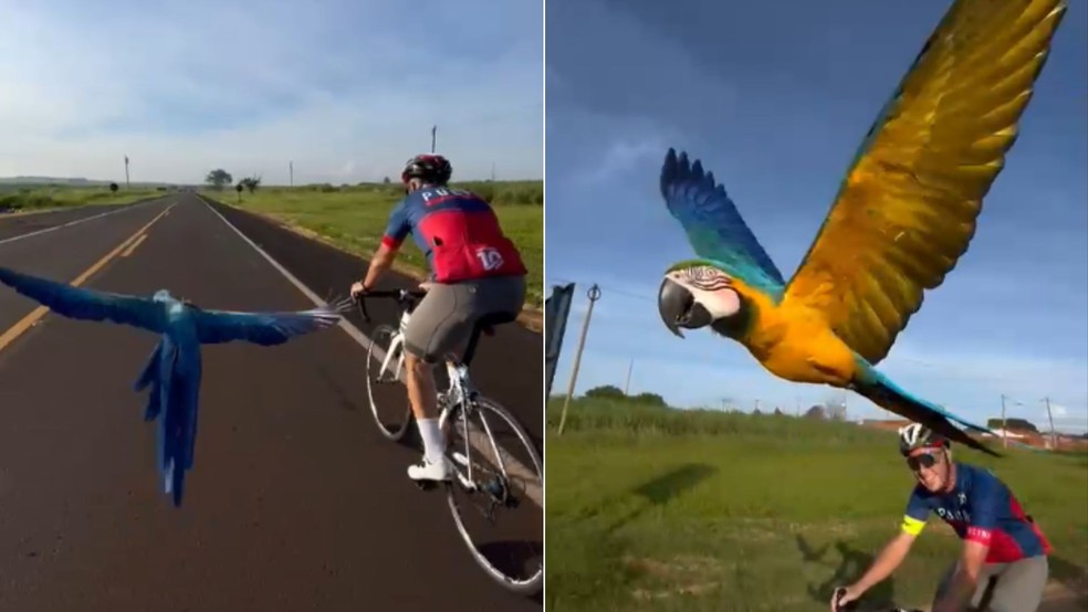 Arara 'escolta' ciclistas durante treino em rodovia de Dois Córregos (SP) — Foto: Instagram/reprodução