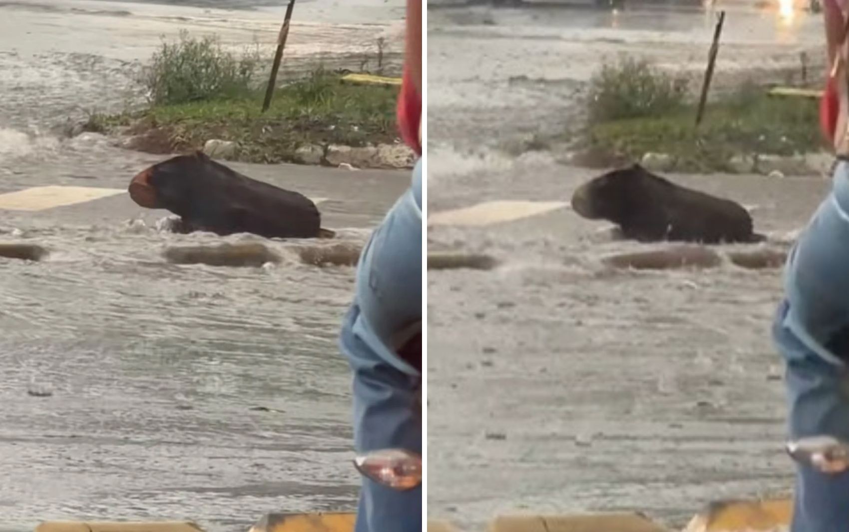 Corretor de imóveis confunde tronco de árvore com capivara durante chuva, e vídeo diverte a web: 'Também pensei que fosse'