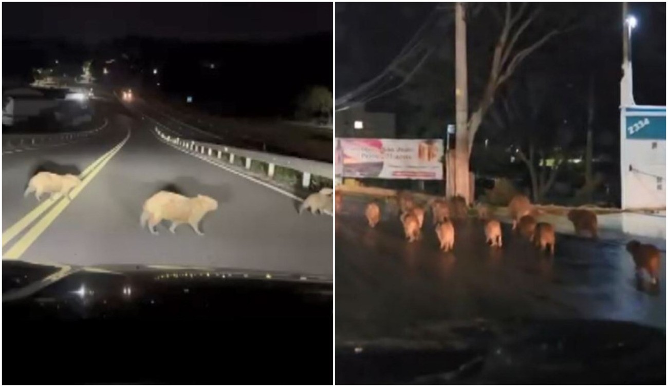 VÍDEO: centenas de capivaras 'invadem' cidade no interior de São Paulo e preocupam moradores