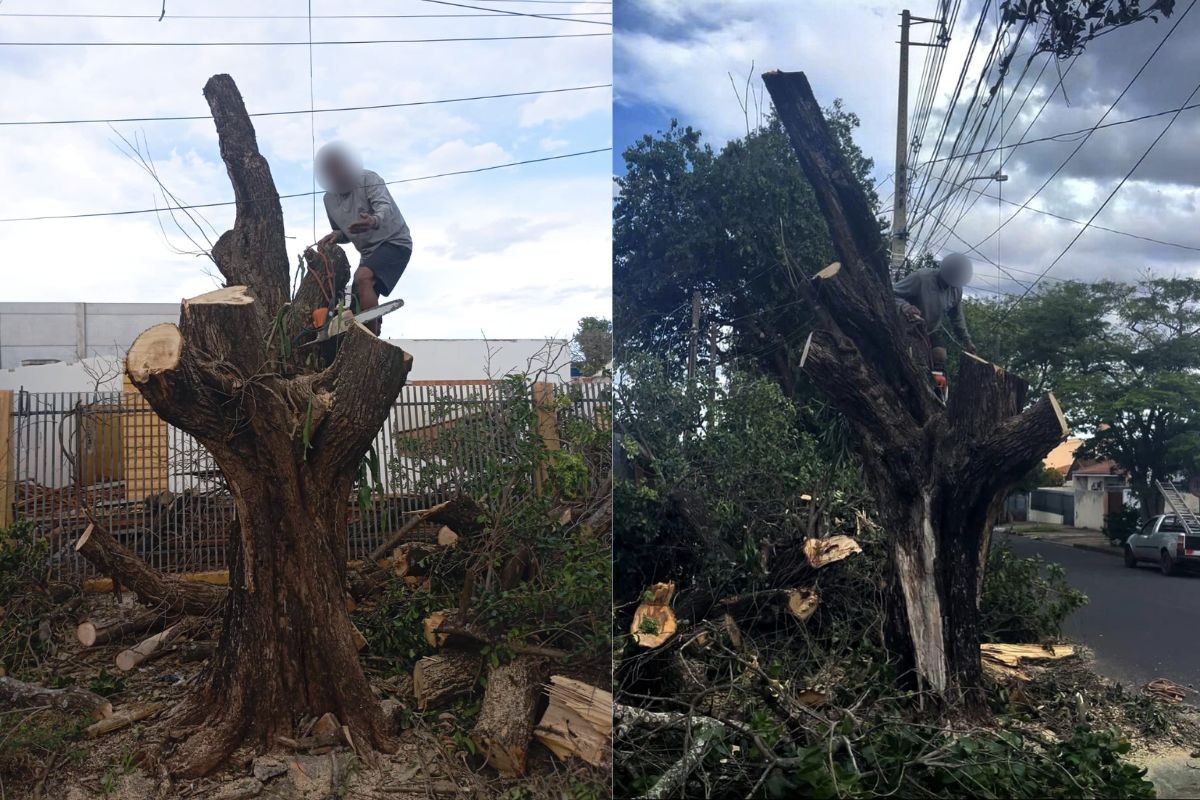 Homem é preso ao ser flagrado cortando árvore sem autorização, volta ao local para terminar o serviço após ser liberado e é preso novamente, no PR