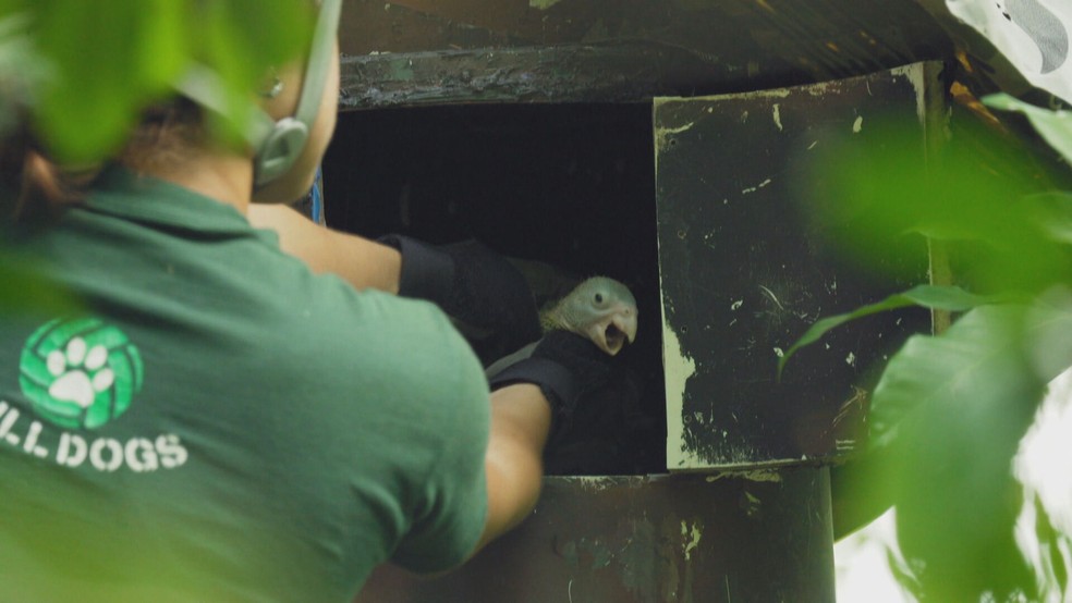 Filhote de papagaio de Porto Rico, batizado de "Globinho", em ninho artificial — Foto: Reprodução/TV Globo