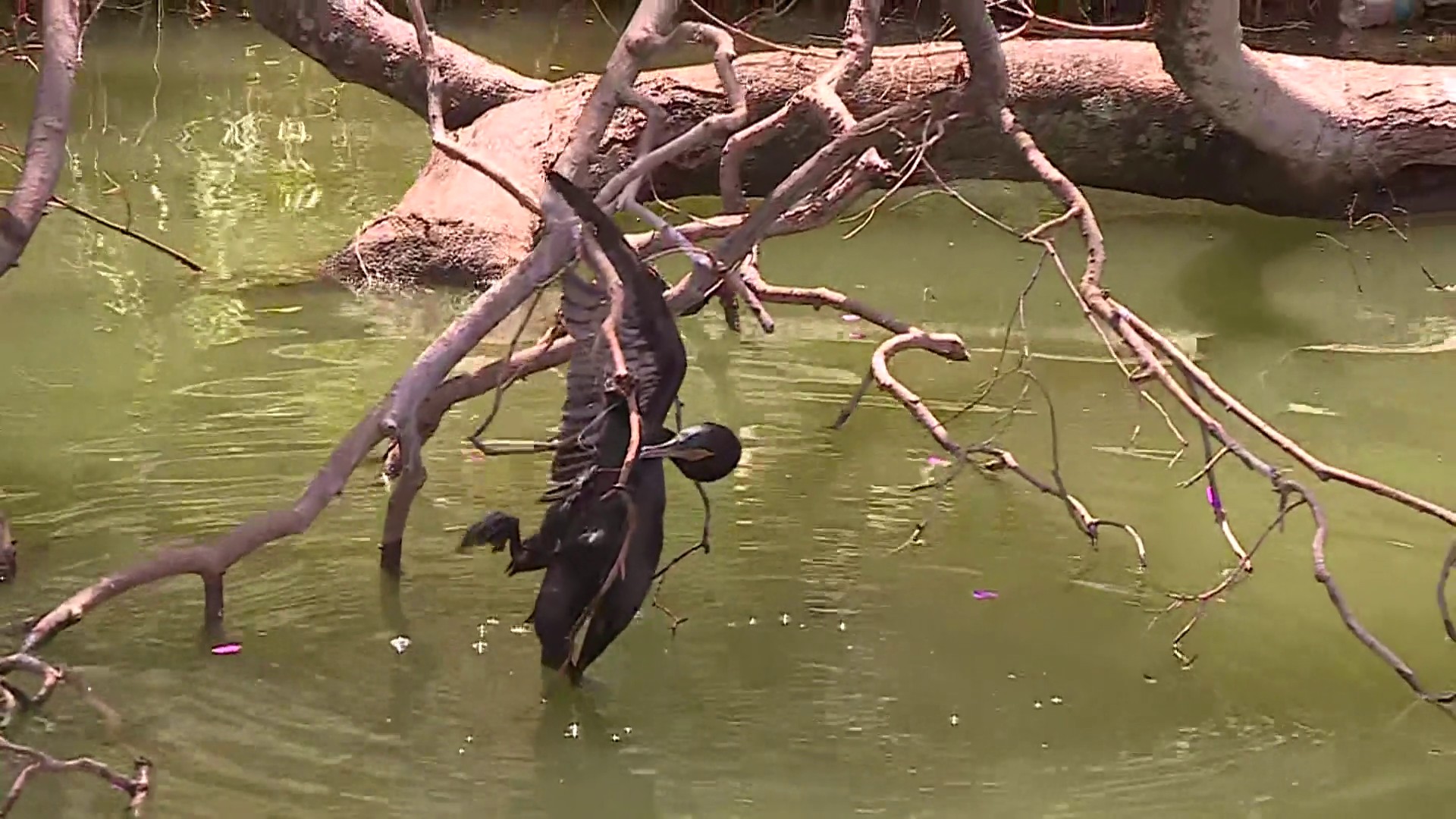 Ave biguá ferida por anzol é resgatada presa em linhas de pesca na Lagoa da Pampulha; VÍDEO 