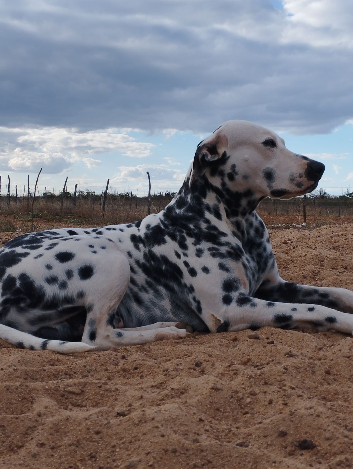 Cachorro é morto a tiros e queimado em Santa Maria da Boa Vista; suspeito é identificado