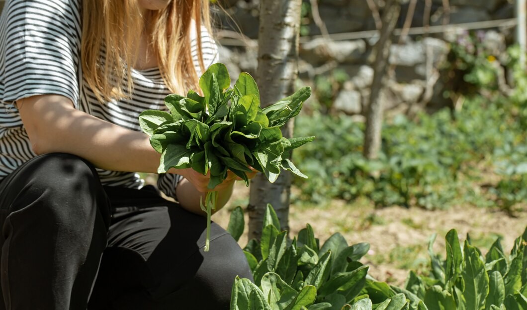 Santa Catarina é o quarto maior produtor de alimentos orgânicos do país