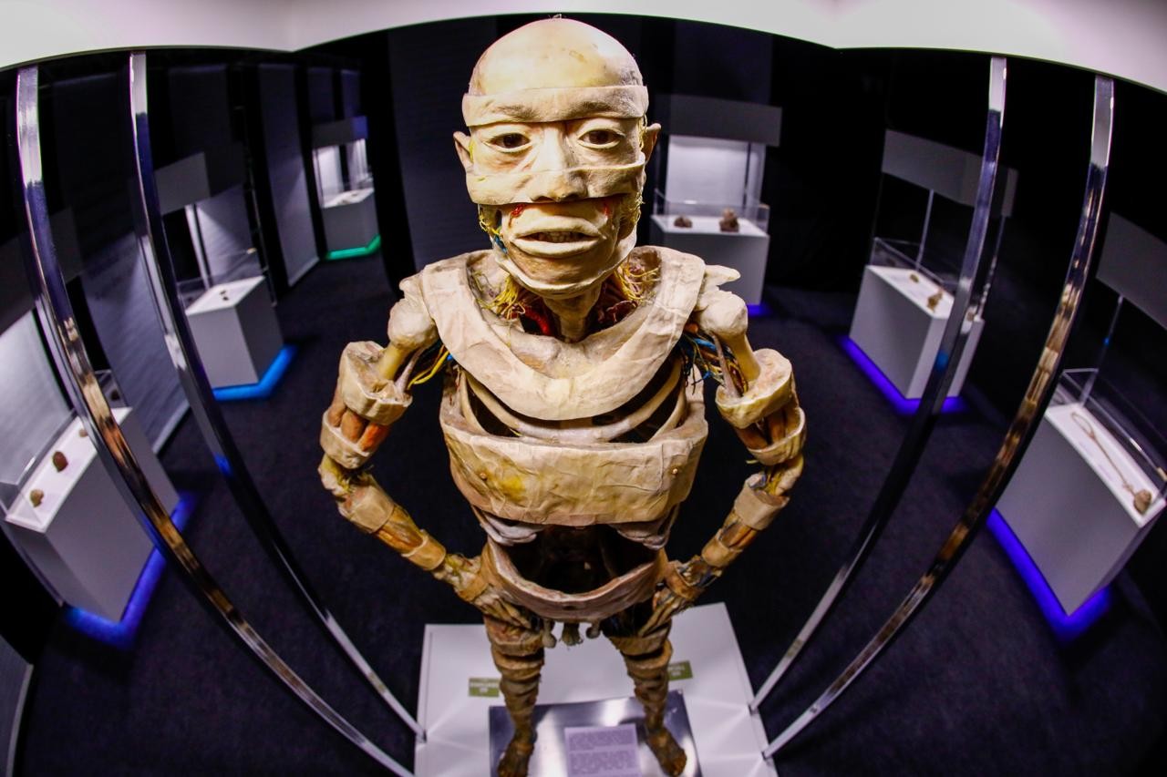 Últimas semanas da exposição “Human Bodies” em Curitiba