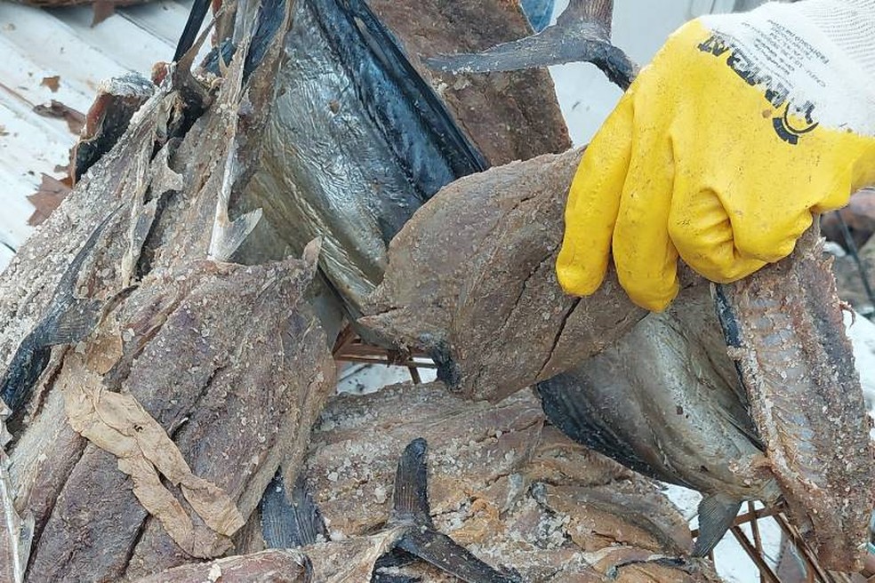 Peixe estava sendo transportado de madeira inadequada, de acordo com o órgão. — Foto: Ascom Adepará