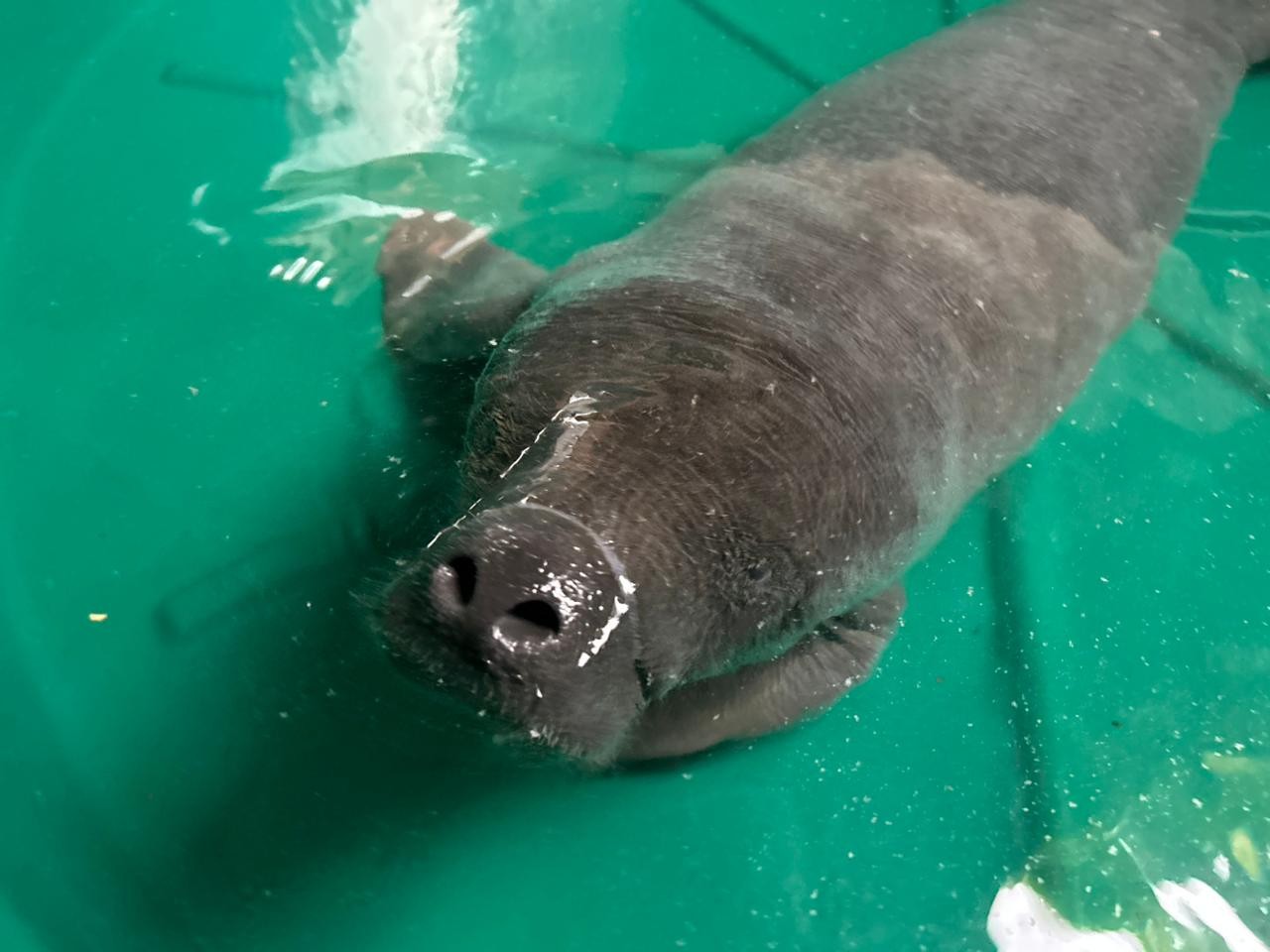 Filhote de peixe-boi é resgatado após ser encontrado sozinho no Rio Amazonas