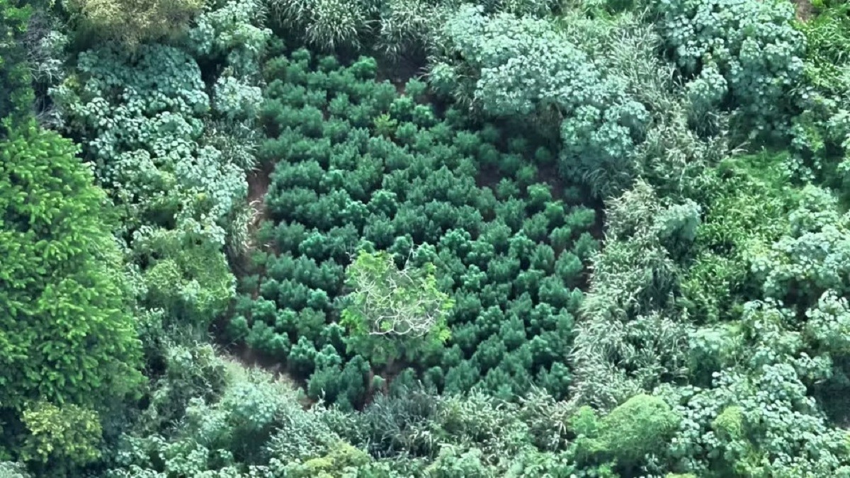 Mais de 200 pés de maconha são encontrados em plantação em Uberlândia