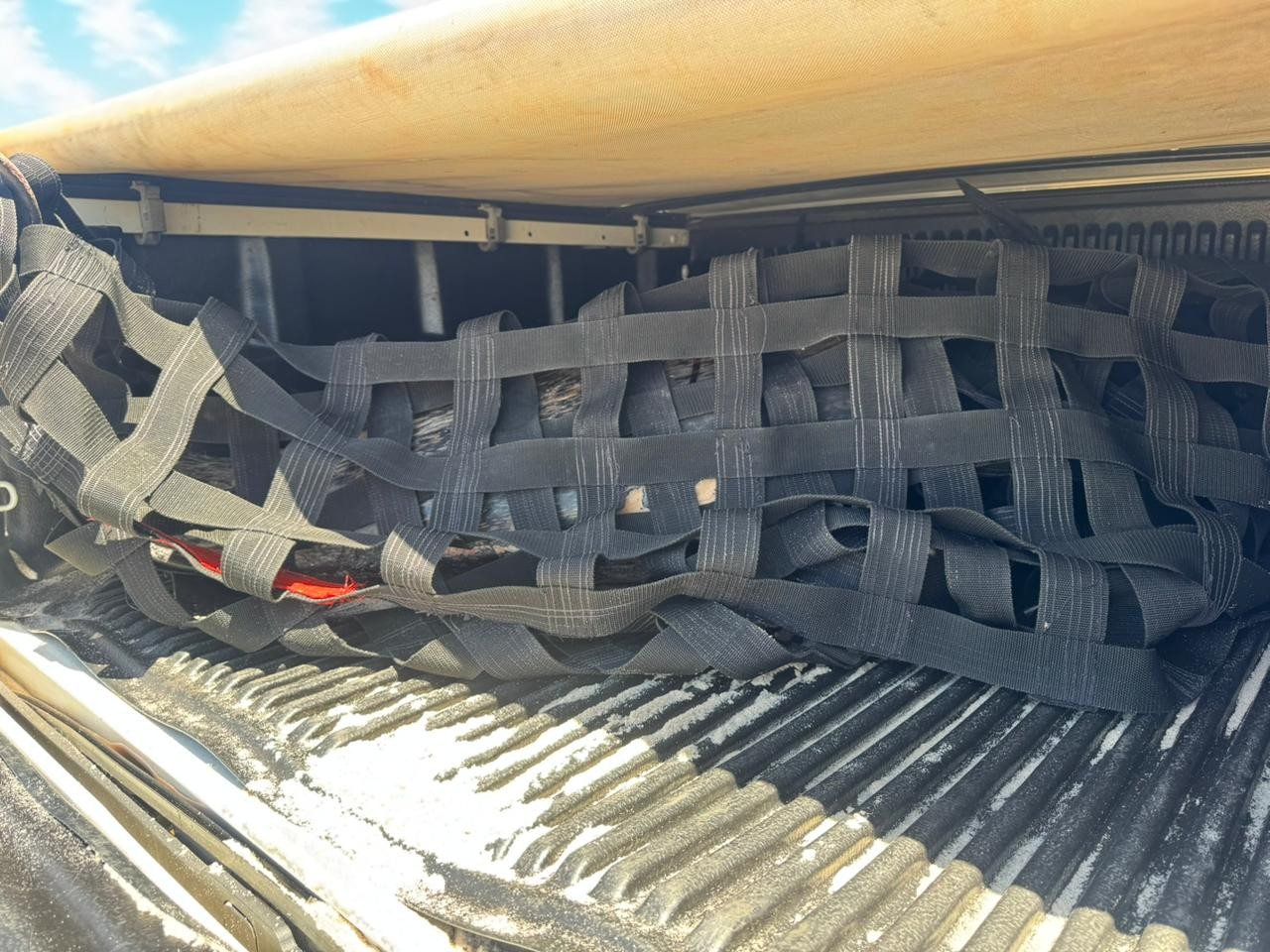 Morre terceiro golfinho após encalhe em massa em praia da Grande Natal 