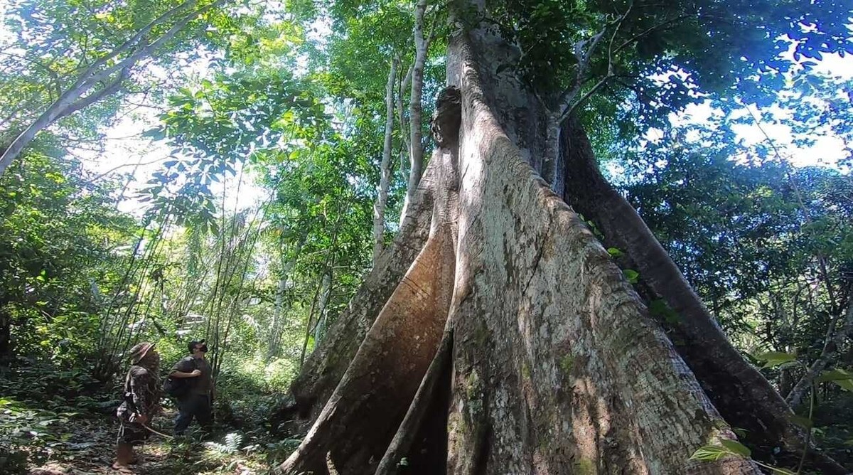 Samaúma é Palco De Cena Rara Da Natureza Terra Da Gente G1 2839