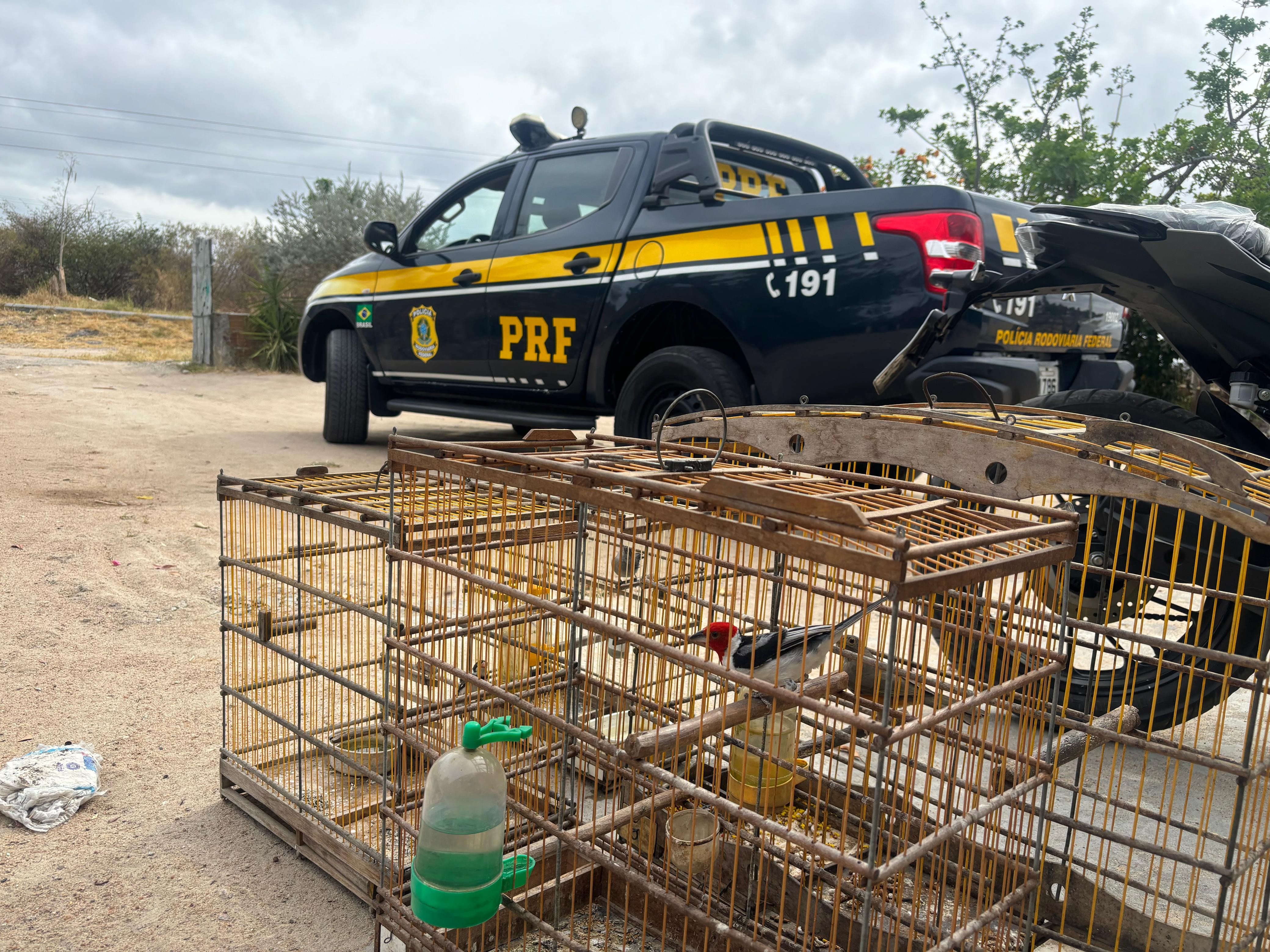 PRF realiza operação ambiental, resgata 160 aves silvestres e apreende 500m³ de madeira irregular no interior de PE