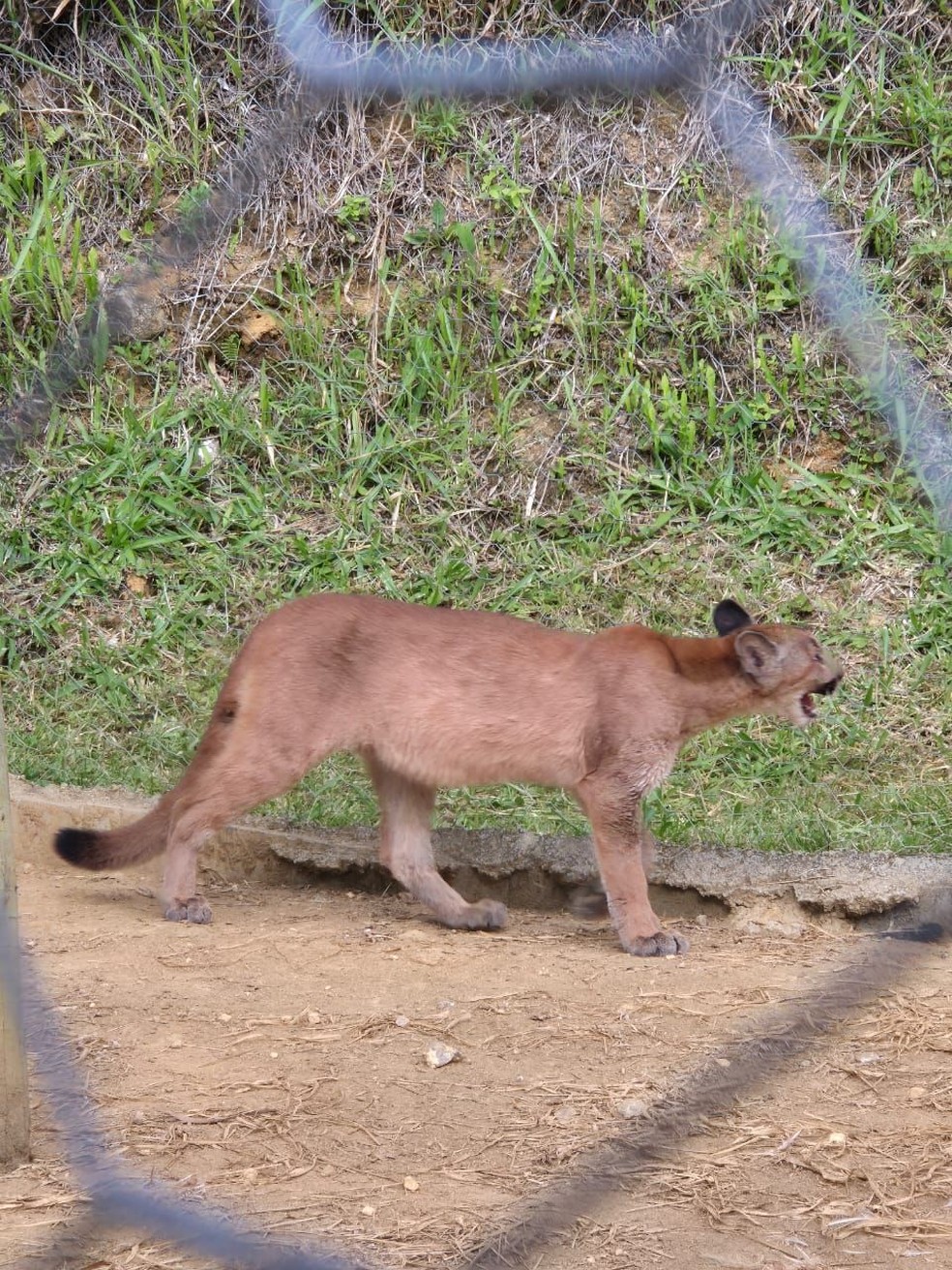 Filhote de onça-parda foi solto de galinheiro, em Nova Friburgo, após a chegada do resgate — Foto: Parque Estadual dos Três Picos
