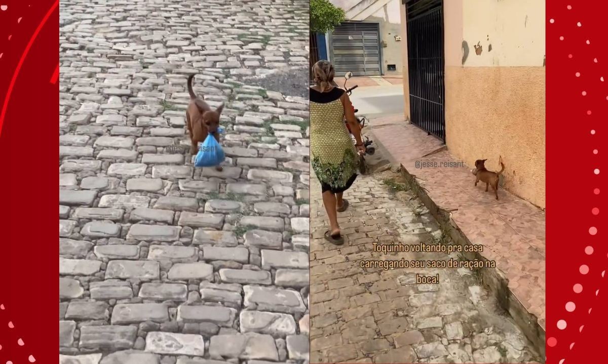 'Toquinho de Irecê': cachorro que viralizou por carregar a própria ração foi treinado por acaso