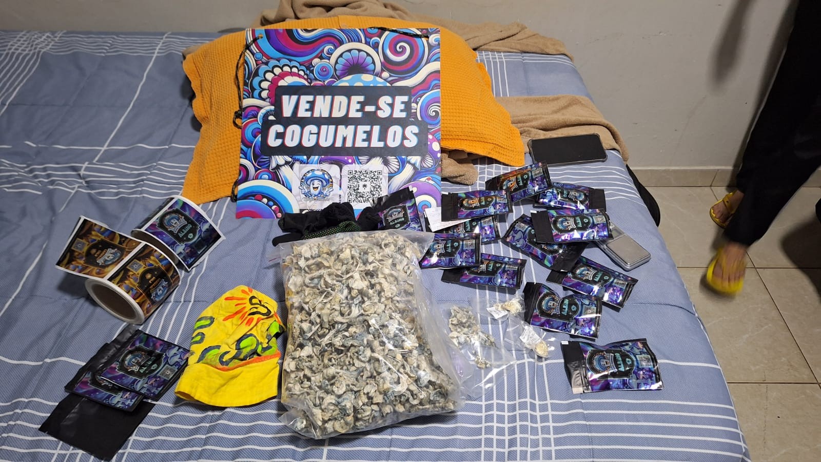 Polícia Civil do DF prende organização criminosa que vendia cogumelos alucinógenos para todo o país 