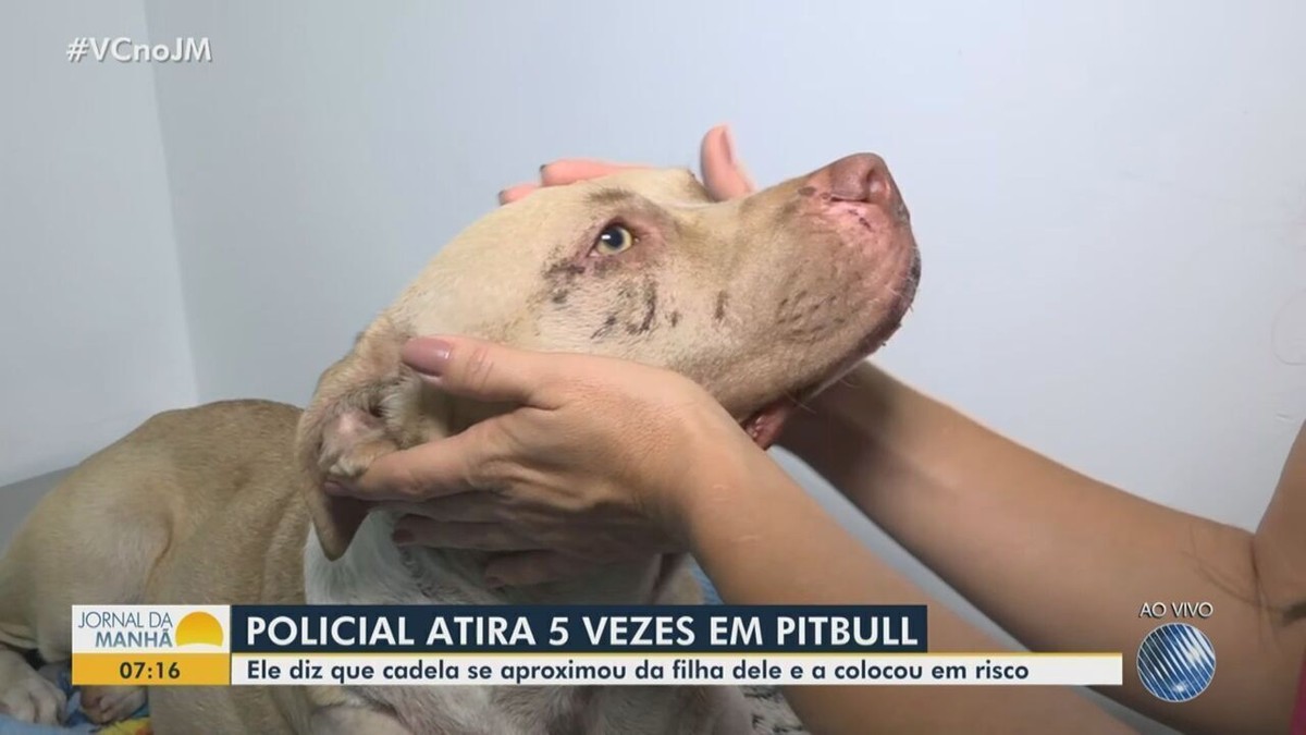 Papa-capim é o animal mais resgatado pela PM na Bahia