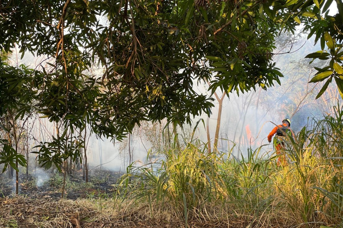 Incêndio em terreno provoca nuvem de fumaça e assusta moradores em Campo Grande; veja vídeo