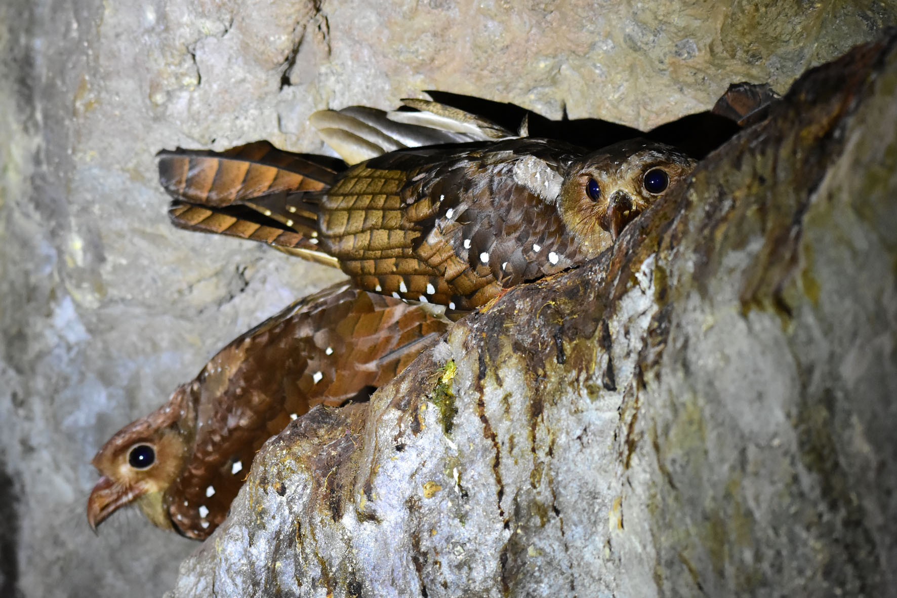 Observador brasileiro registra colônia de guácharos em caverna do Equador