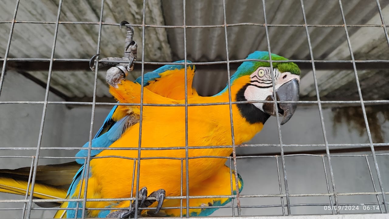 PF faz operação no Ceará e outros 3 estados contra o tráfico internacional e comércio ilegal de aves silvestres