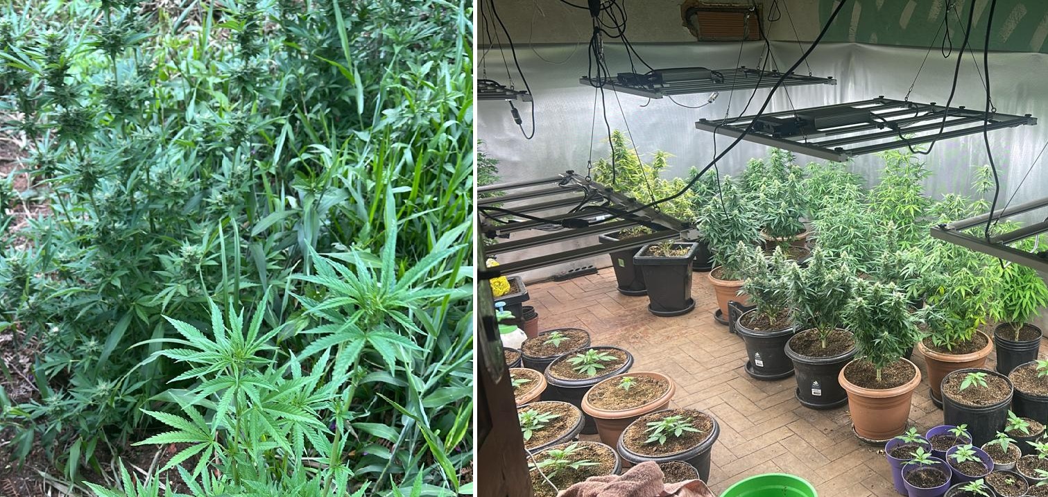 Operação da Polícia Civil descobre plantação de maconha em lavoura de morangos em Nova Friburgo