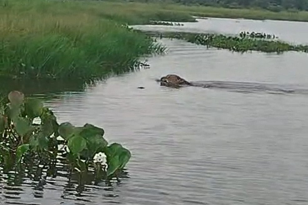 Onça-pintada foi vista nadando em rio no interior de SP — Foto: Reprodução/Fundação Florestal