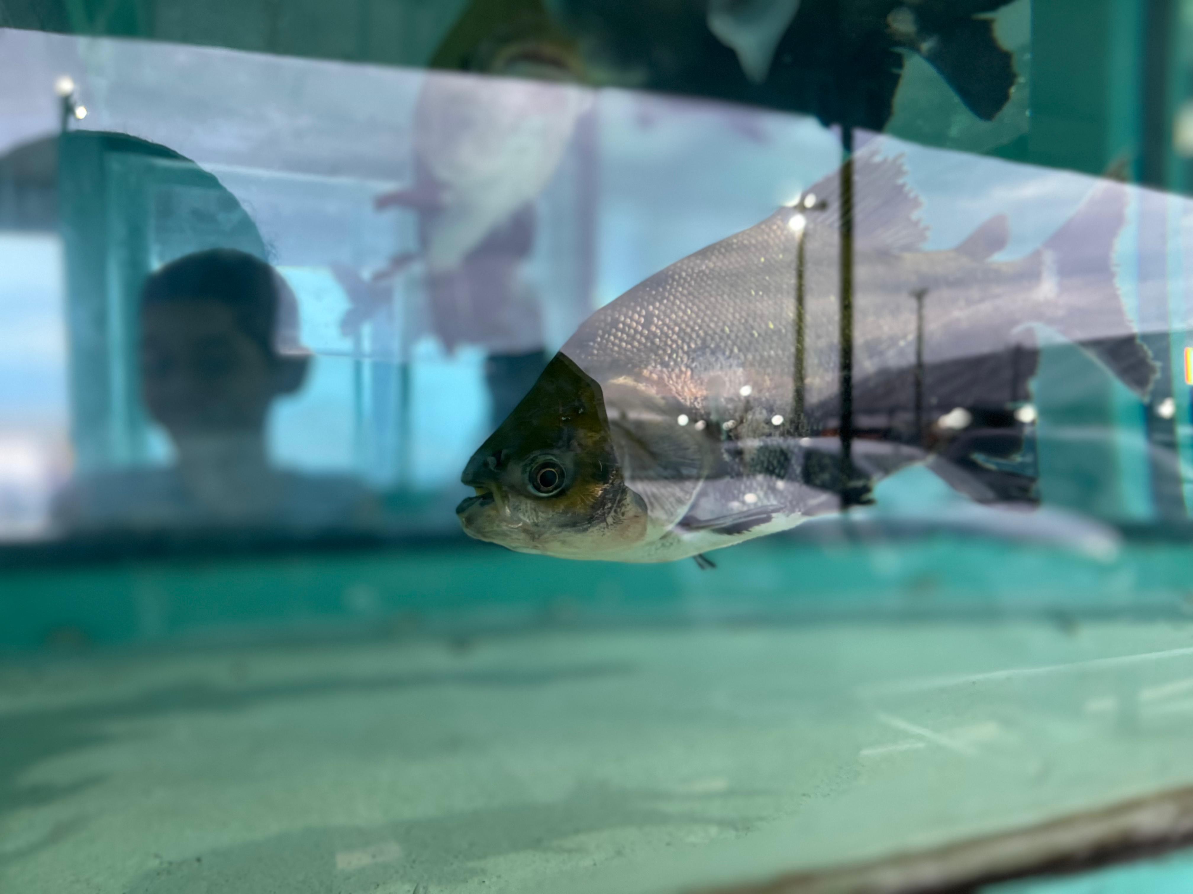 Aquário e passarela de vidro com peixes amazônicos atraem público em feira agro de Roraima