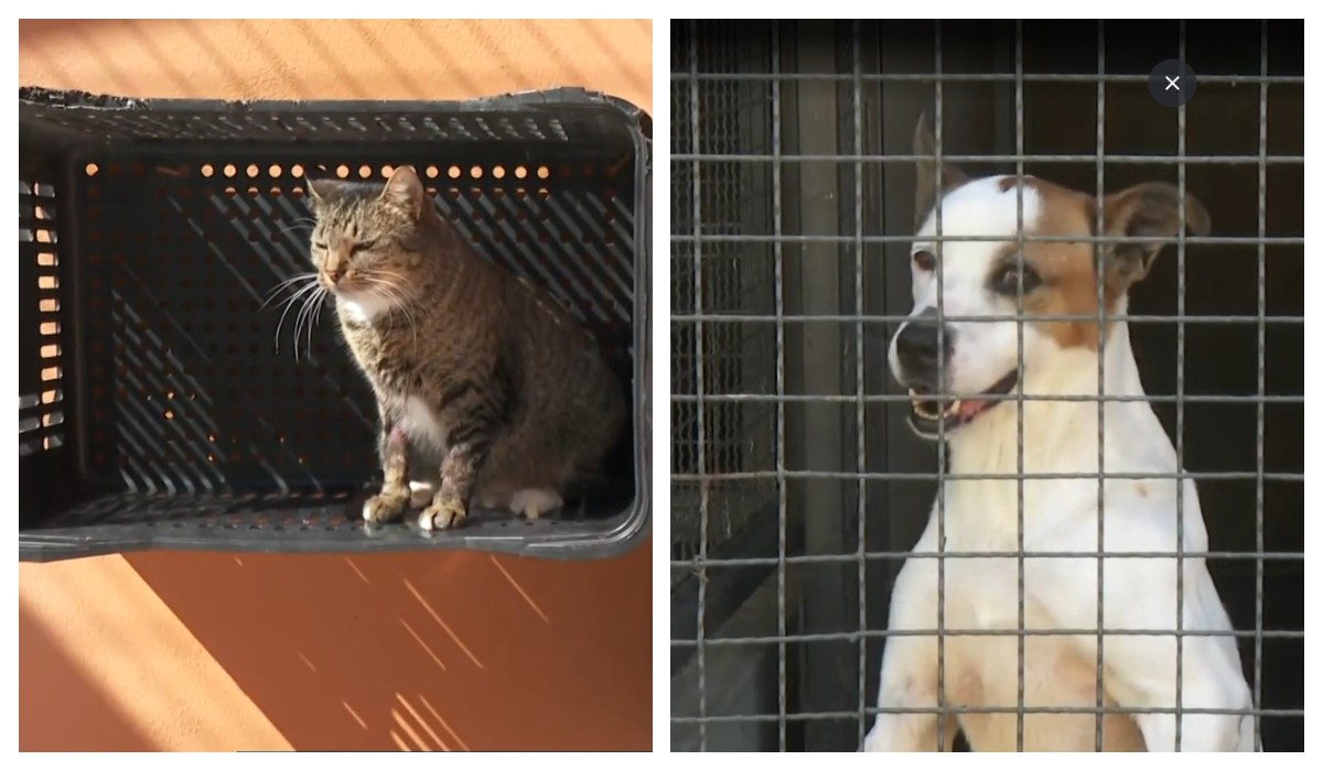 Adoção de pet: veja como funciona o processo em cidades da Grande de São Paulo
