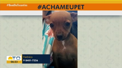 Tutora pede ajuda para encontrar cadela Mel desaparecida no Aureny III